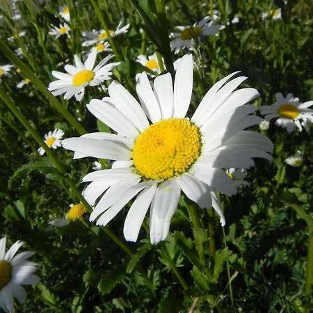 Apartment Haus Nordlicht *auer Lun* Nebel